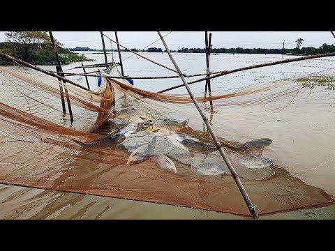 village fishing video | এক ছাপ ভর্তি হয়ে গেছে জাল! | Amazing fishing video in bangladesh