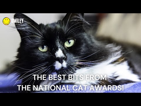 Watch The Best Moments from the National Cat Awards 2024