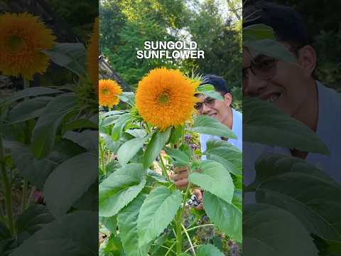 The Best Sunflower to Grow