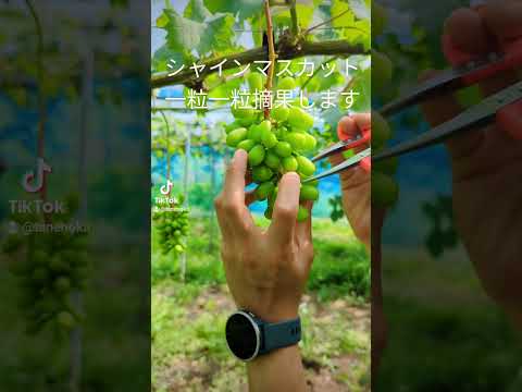 Amazing Japanese Grapes Viticulture