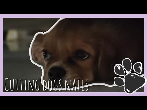 How Do I Trim My Puppy’s Nails? The daily routine of my shih tzu puppies#shihtzus