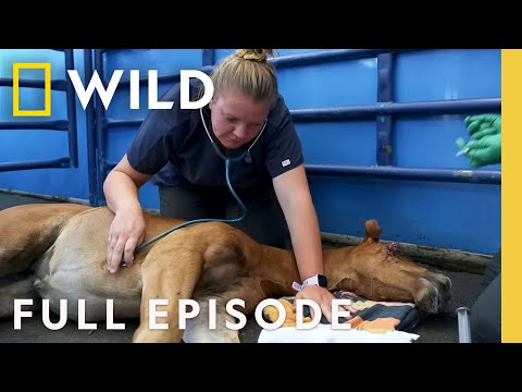 Deadly Outbreak | Rocky Rapids Vet 9-1-1 (Full Episode) | Animal Emergencies