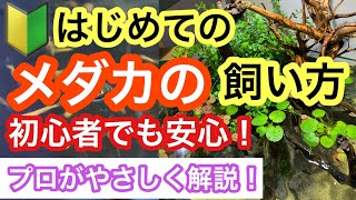 【基礎編】メダカの飼い方・育て方　メダカ飼育の基本をプロが解説します!