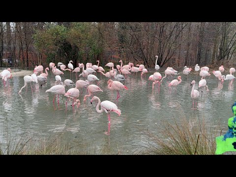 Tierpark Bern - #zoo