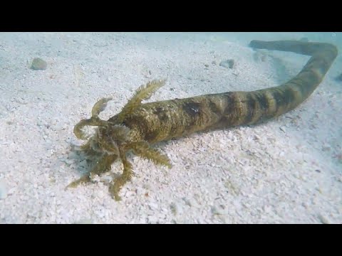 Facts: The Snake Sea Cucumber