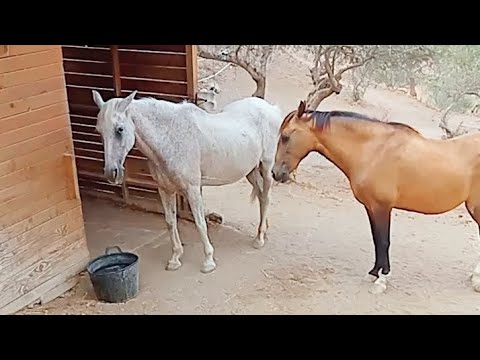 Cutest rescue Horses #shorts #horse #horselover #cute #cuteanimals @MavialHomeGarden