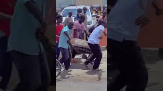 WATCH: Gigantic Tortoise Roams Freely In Maiduguri After Flood Displaces Aminals