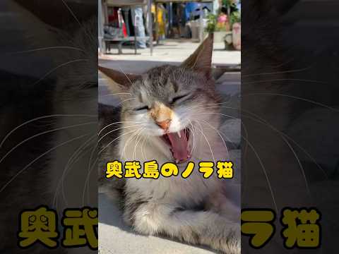 【分かったら、天才級】猫の気持ちを当ててみな？ #shorts #cat #ねこ