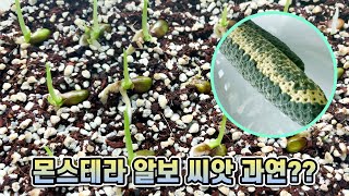 🌱몬스테라 알보 씨앗 6개월간 어떻게 자랐을까요?? 두근두근 발아일기!!