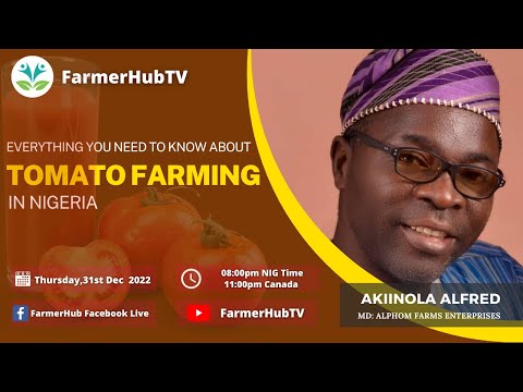 Everything you need to know about tomato farming in Nigeria