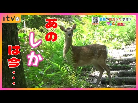 1年前に逃げた鹿はどうなった?　北条鹿島の「脱走シカ」の今・・・【マチこえ調査隊】