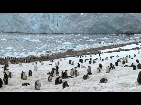 Antarctica's Gentoo Penguins | Travel Quest