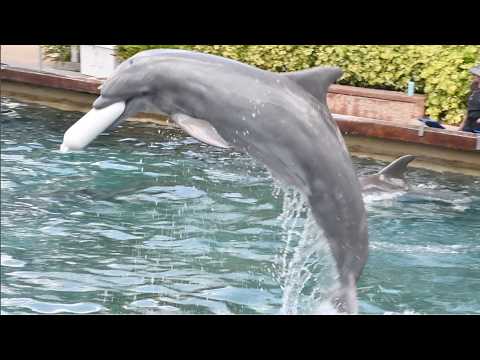 Key West Dolphin Cove Presentation - SeaWorld Orlando - July 14, 2024