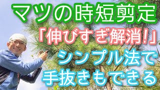 【マツ(松)の剪定】伸び放題でも小さくなる時短手入れを実演します(2024年10月)🌲👌