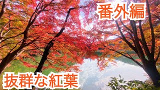 【番外編】抜群な紅葉　#伊奈ケ湖#南伊奈ケ湖