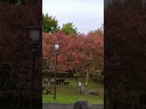 ショート755【紅葉】#紅葉#🍁#公園