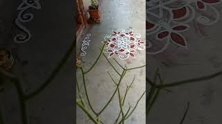 Daily Rangoli #starkolam #traditionalkolam #flowerrangoli  #doorstepkolam #ytshorts