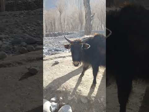 Xoomo Female Yak