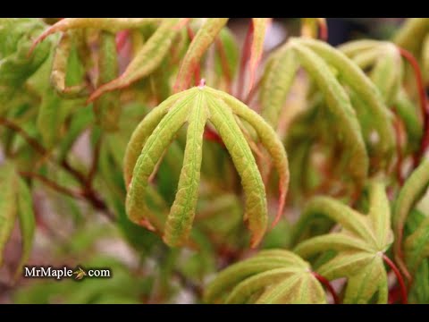 Acer palmatum 'Bloody Talons' Japanese Maple