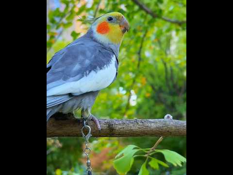 Jojo's Outdoor Tour: Sun's out, birds out! 🔆🦜🥰 #cockatielscraze #birdscharm