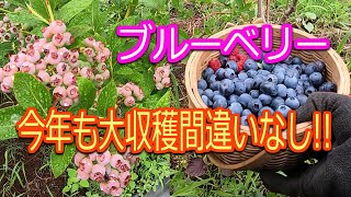 【ブルーベリー栽培秘訣】いつも通りの簡単なお世話だけで沢山実が付きました!!　2022.7月（ブルーベリー収穫・ピートモス・無肥料無農薬・大粒・家庭菜園）