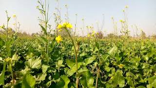 Canola Flowers in A Field || Nature #canolaflowers #viral #nature