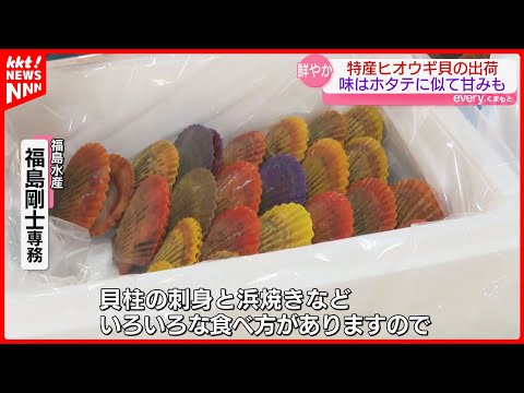 特産ヒオウギガイの出荷が本格化 貝殻は色鮮やか 味はホタテに似て甘みも｜天草市苓北町