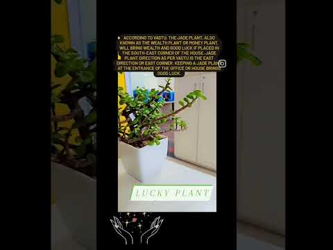 Lucky plant 🪴 #tarot #angelmessages #lucky #indoorplants #astrology #futureprediction #short