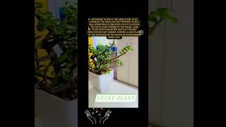 Lucky plant 🪴 #tarot #angelmessages #lucky #indoorplants #astrology #futureprediction #short