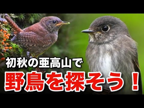 森で見つける小さな命！野鳥たちが告げる秋の訪れ～