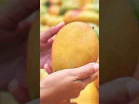 Benifits of eating mango  // #mango #mangorecipe #mangojuice #healthylifestyle #healthyfood #ytshort