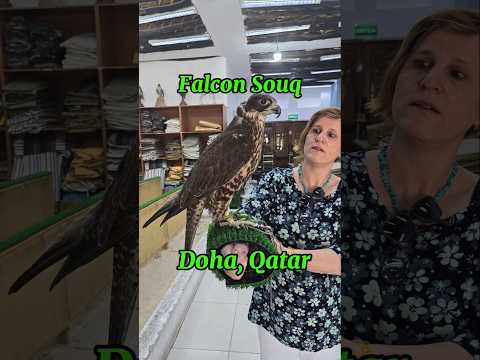 Falcon Souq: Doha, Qatar #findinggspots #falconsouq