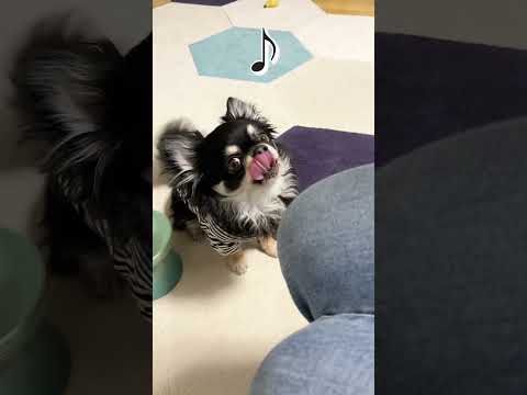 お目目らんらん！良い子にしてるもん！#shorts #チワワ #dog #癒し #犬のいる生活 #funnydogs #cutedog#amimals