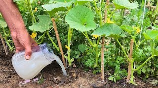 My Plants EXPLODED After This Homemade Fertilizer! (HUGE Harvest)