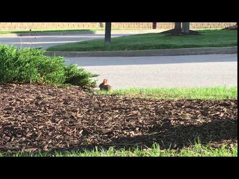 A Wild Baby Rabbit 2