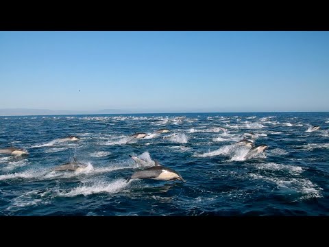 Dolphin Stampede off Dana Point, California 🐬