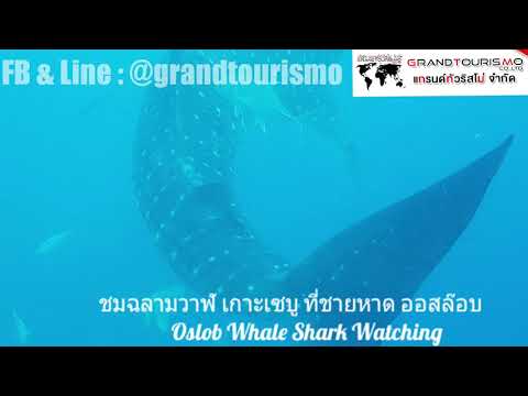 ปลาฉลามวาฬ เกาะเซบู ชายหาดออสล็อบ Cebu Oslob Whale Shark Watching