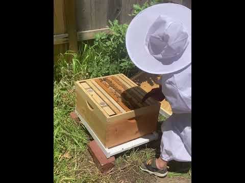 Arrival of our Bees!