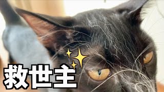 カーテンなどに付いた長毛猫の毛取り方法どうしていますか？？我が家の救世主！！