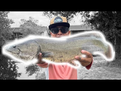 🔥MONSTER FISH🔥 freshwater fishing!