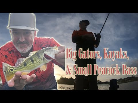 Big Gators, Kayaks, and Small Peacock Bass.