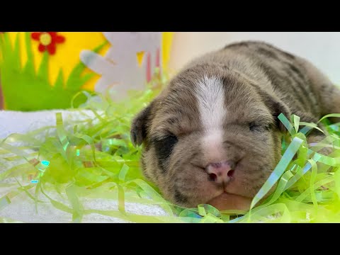 The most adorable newborn puppies