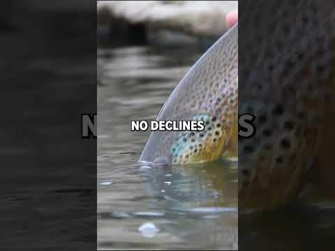 Whirling Disease in Wyoming #fish #fishhealth