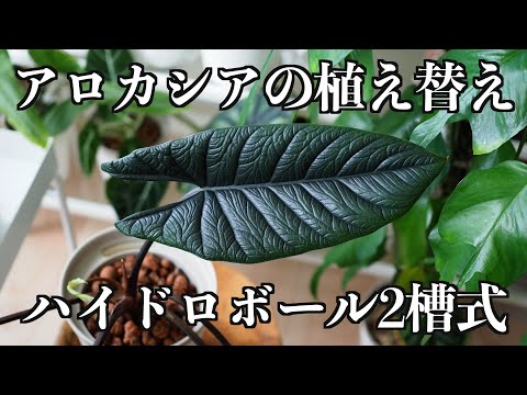 【アロカシア】植え替え｜ハイドロボール2層式｜スカルプラム【ゆるっと植え替え#3】