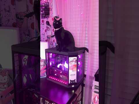 🐈‍⬛💕 #pcbuild #pcsetup #blackcat #blackcatlovers #gaming #gamingsetup #gamergirl