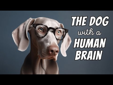 Weimaraner Facts: The Dog With a "Human Brain"