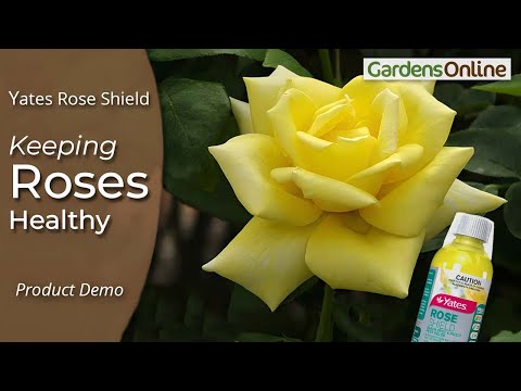 The Secret to Healthy Roses