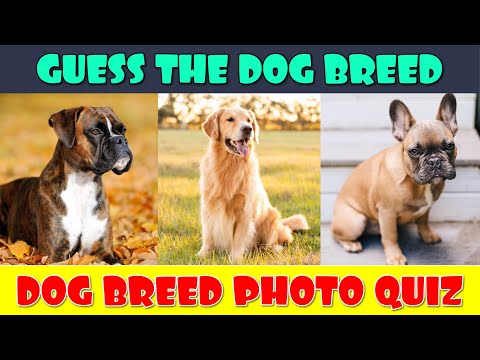 Guess the Dog Breeds Quiz