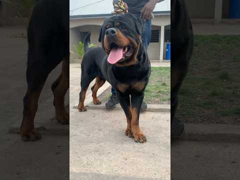 Super Rottweiler #rottweiler #dog #shorts