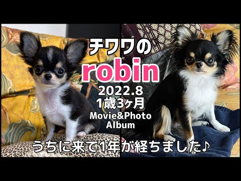 #95 【アルバム】1歳3ヶ月☆チワワのMovie & Photo Album14☆2022年8月